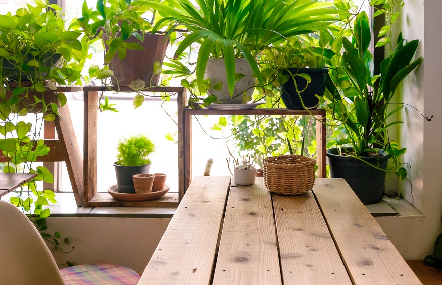 5 Best indoor plants for your homes and office