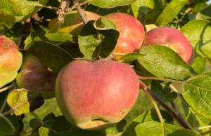 apple trees